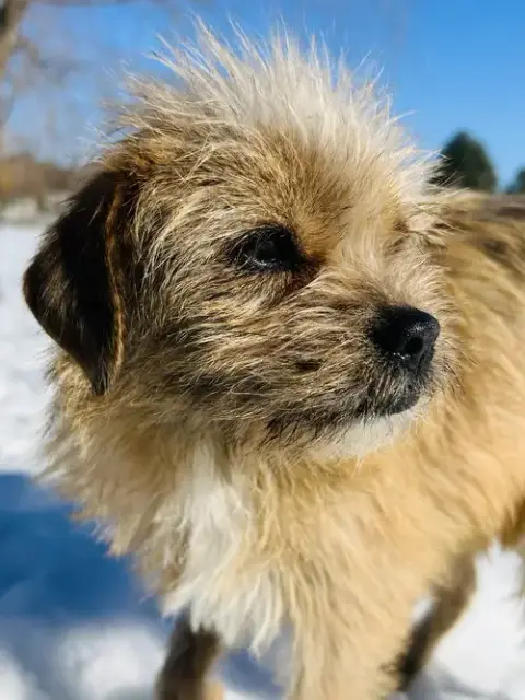 Nala photo 3