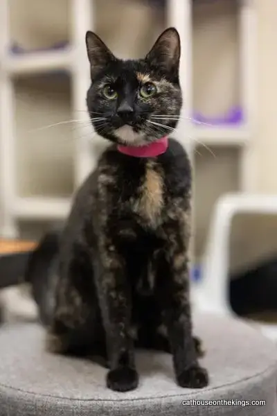 Bella The Torti photo 3