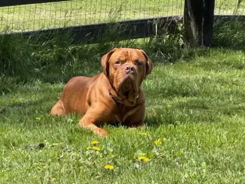 Diesel