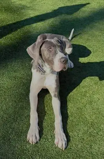 Koa photo 2