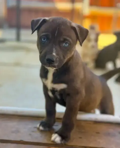 Marilynn'S Puppy Midge photo 2