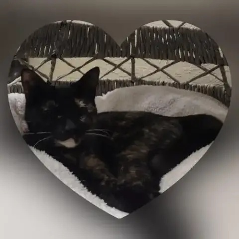 Bella The Torti photo 4