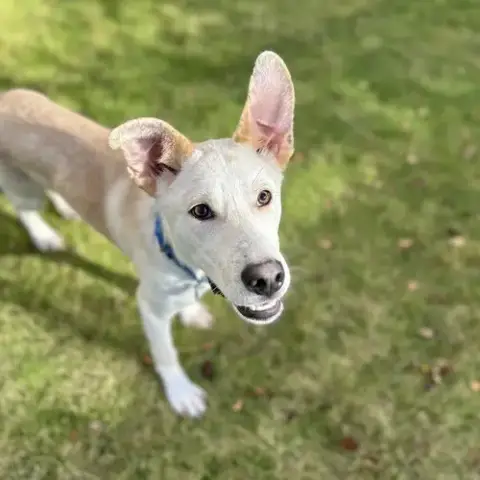 Scout Cooper photo 3