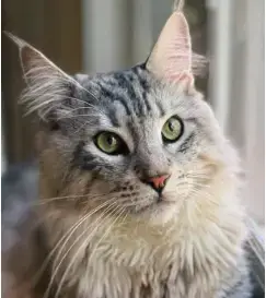 Viggo