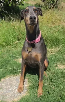Farrah