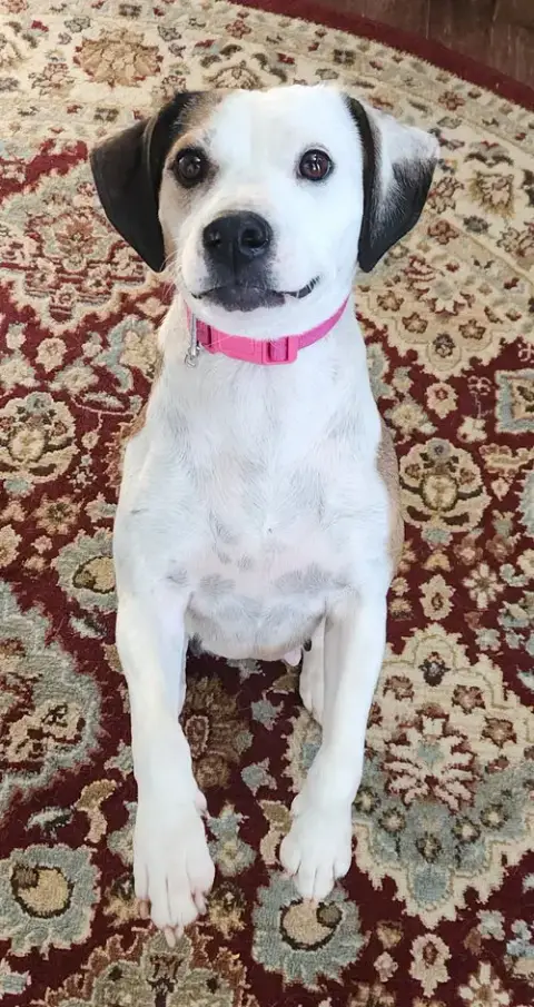 Pearl