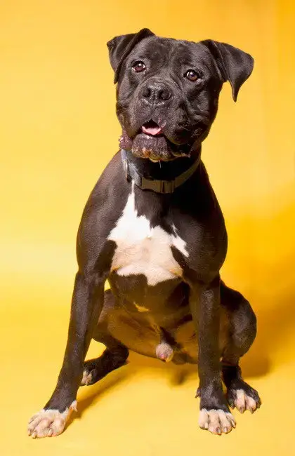 Diesel photo 2