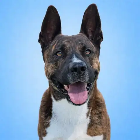 Bautista