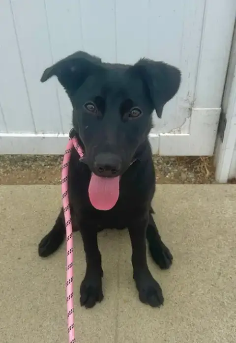 Scout *Courtesy Post* photo 2