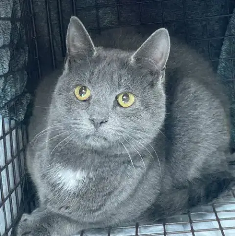 Zuul Silver photo 4