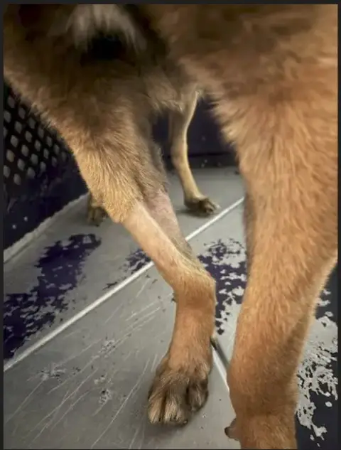 Koa photo 5