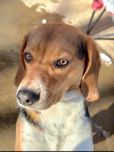 Bailey *Adopt Or Foster* photo 2