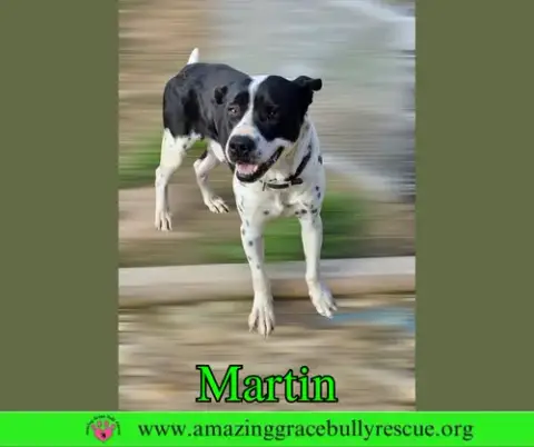 Martin photo 2