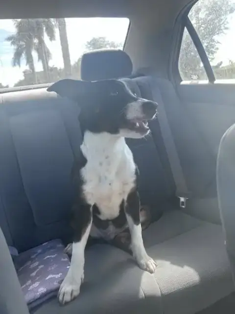 Courtesy Post: Puppy