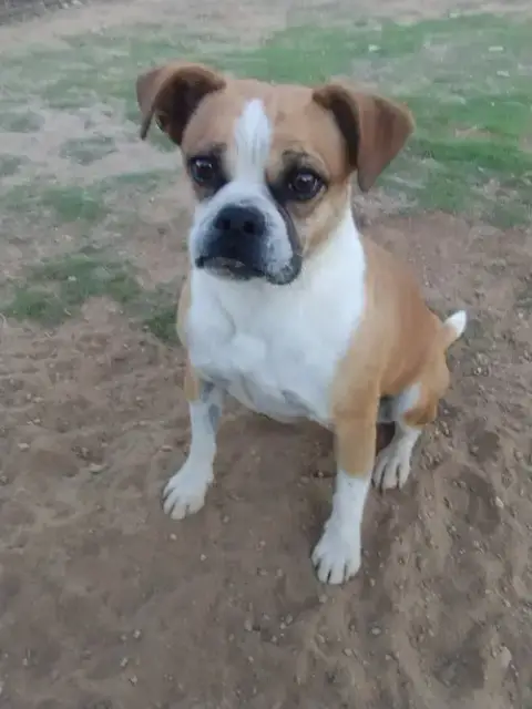 Gidget photo 4