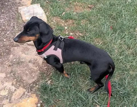 Ollie In Nc photo 2