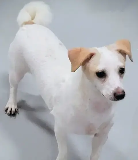 Wishbone photo 4
