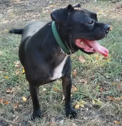 Hank photo 3