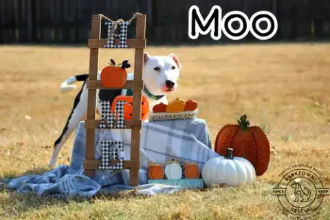 Moo photo 3