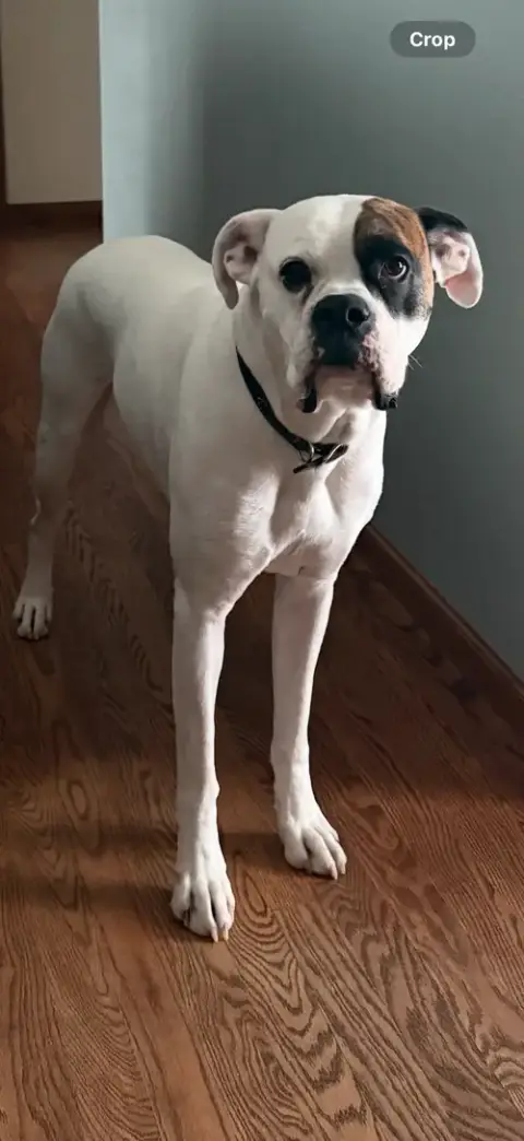 Thor *Adoption Pending *