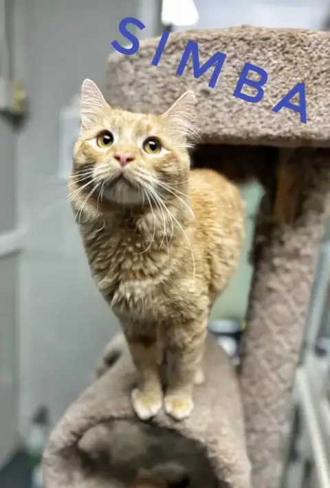 Simba photo 4