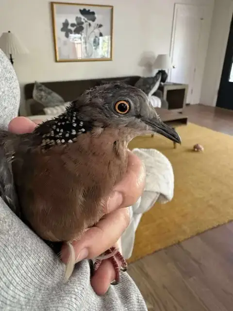Spotty Scotty