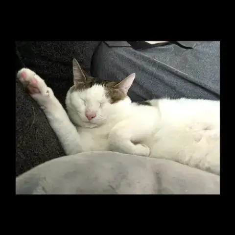 Loki photo 4