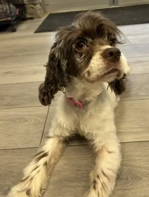 Chi Chi