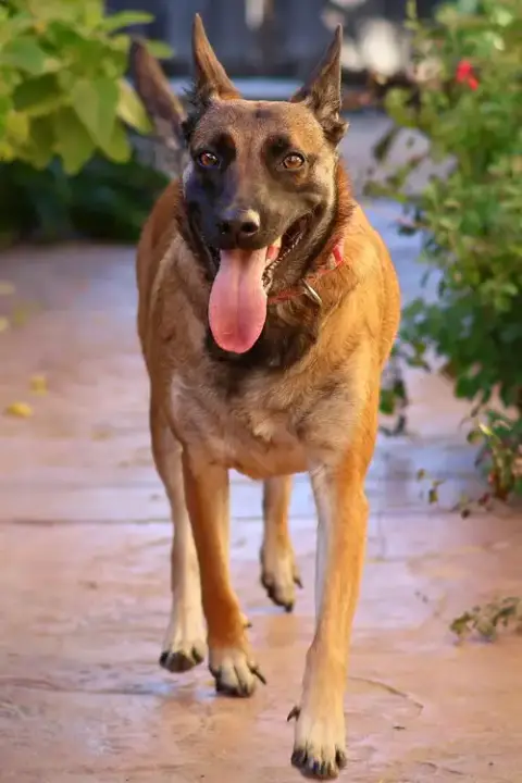 Cheyenne photo 3