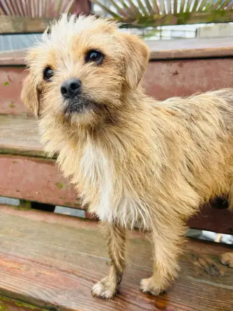 Nala