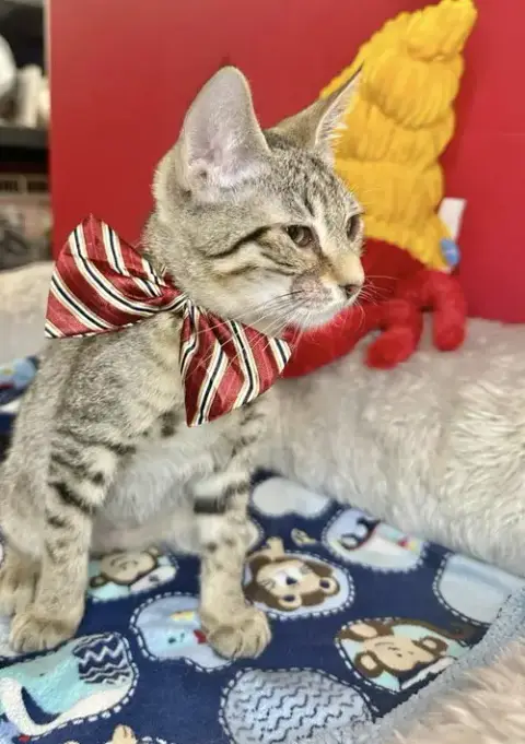 Zimba photo 2