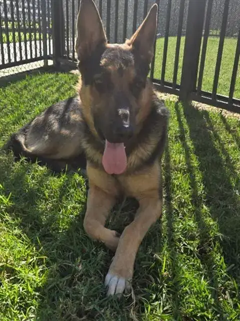 Luke