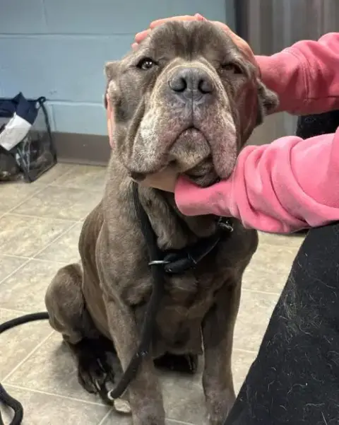 Bluebelle: Not At Shelter photo 4