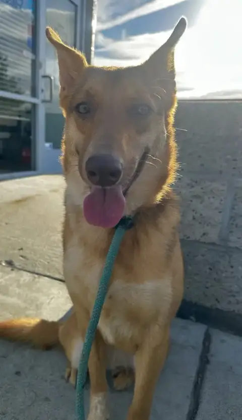 Savannah
