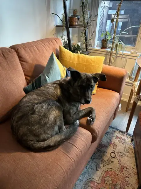 Piper photo 3