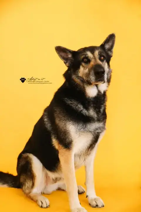 Archie $75 Adoption Fee! Diamond Dog!