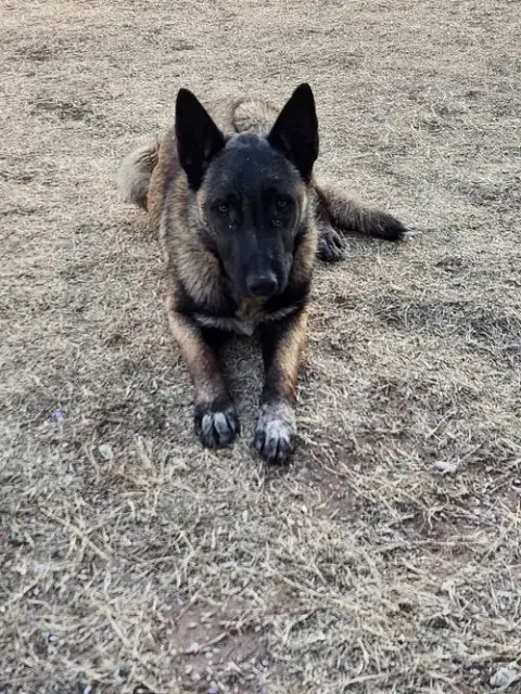 Ruger