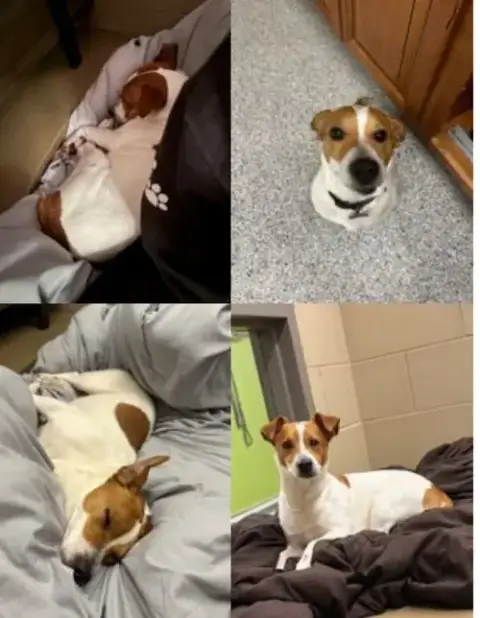 Gus * photo 2