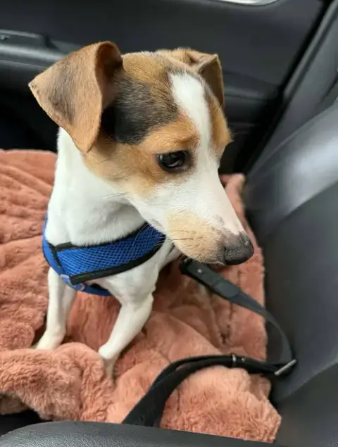 Turbo A Young Rat Terrier-Dachshund Mix photo 2
