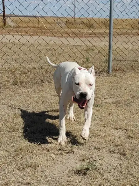 Shasta