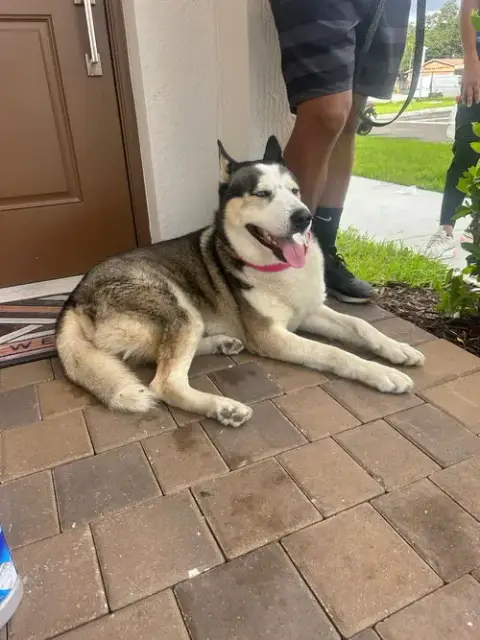 Courtesy Post: Husky