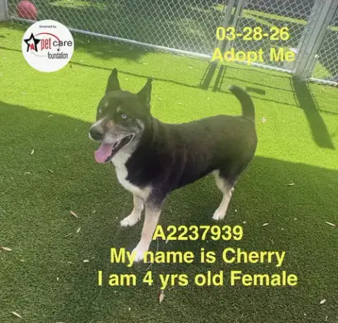 Cherry