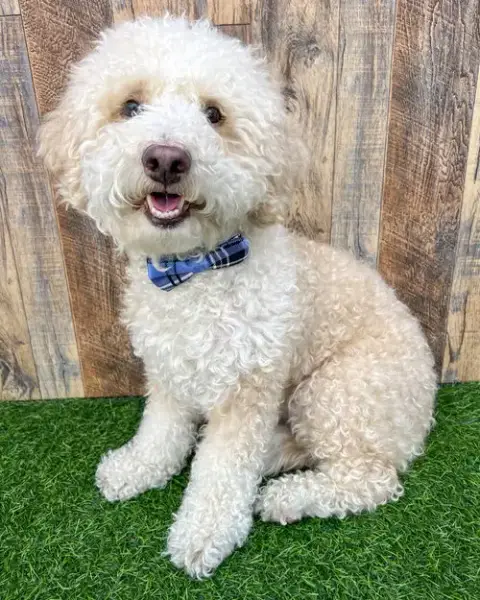 Oliver