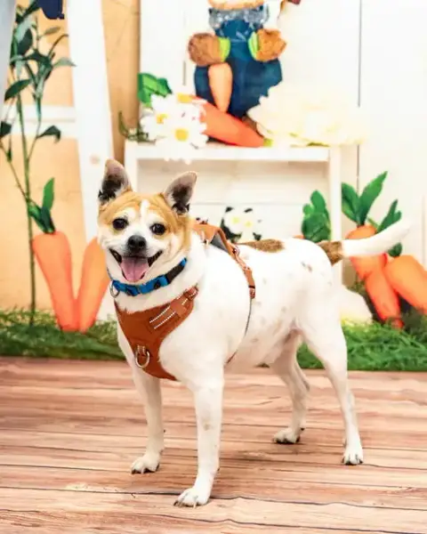 Bruiser