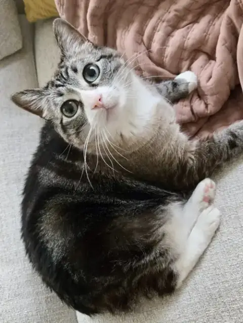 Mama Kitty photo 4