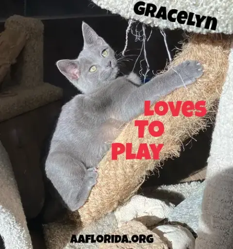 Gracelyn photo 3