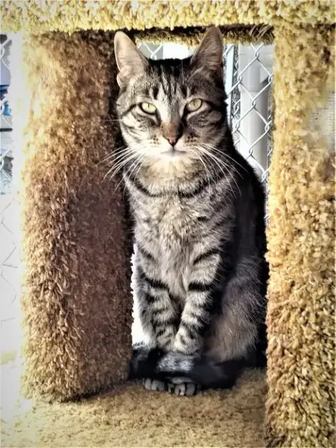 Cisco photo 2