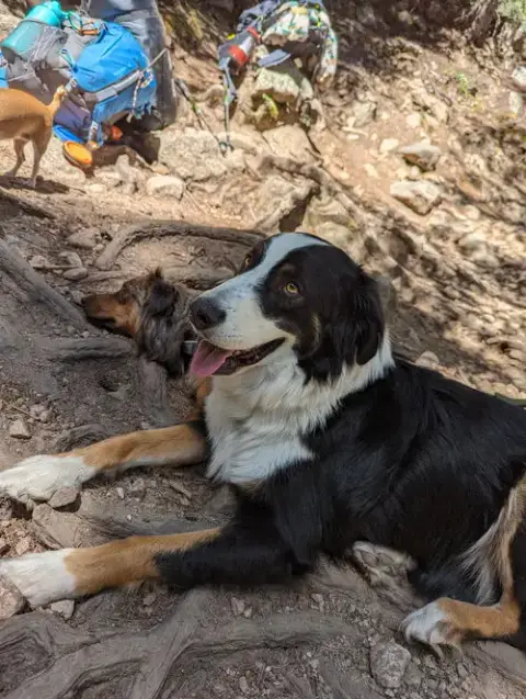 **Dexter *Please Read Bio Below photo 4