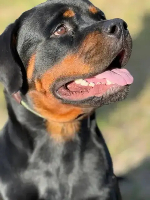 Courtesy Post: Duke