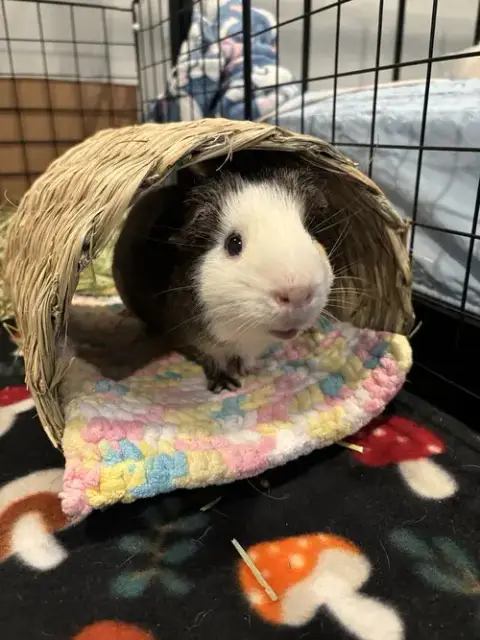 Nacho photo 1